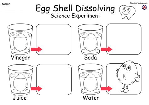 Egg Experiment Vinegar Corn Syrup Water at Constance Woodford blog