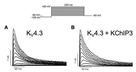 Pharmacological Approaches for the Modulation of the Potassium Channel ...