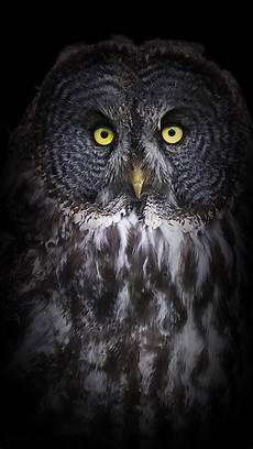 Owl Phone Wallpapers by Hd Owl Wallpaper For Android Pixelstalk Net Owl Phone Wallpapers