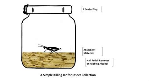 Entomology - Insect Stretching Board Trader - Wholesaler / Distributor ...