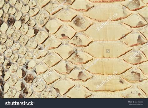 Image result for Python Skin