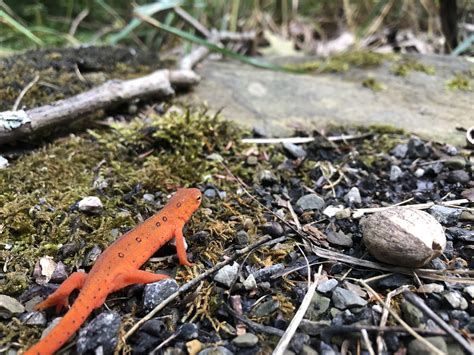 Newt Habitat