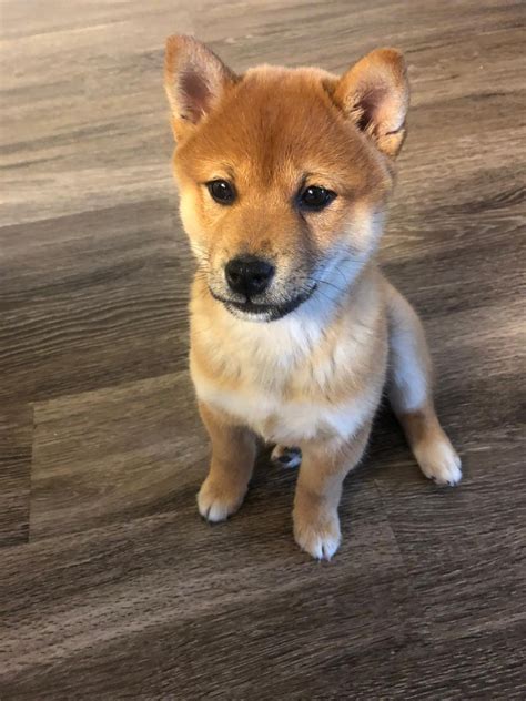 Shiba Inu Puppies For Sale | Henderson, NV #330447