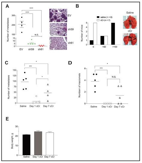 HIF-Dependent CKB Expression Promotes Breast Cancer Metastasis, Whereas ...