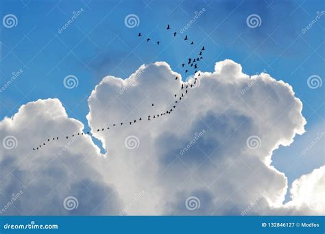 Canada Geese Migration and Clouds Stock Image - Image of round, migrate: 132846127