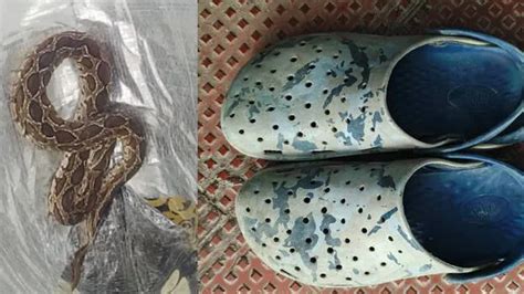 Snake in Crocs: Youth dies after being bitten by viper hidden in ...