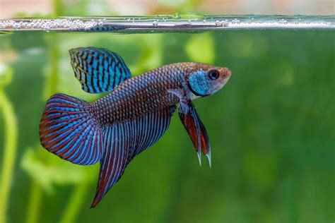 Wild Betta Fish | Different Types & Natural Habitat - Fish Laboratory
