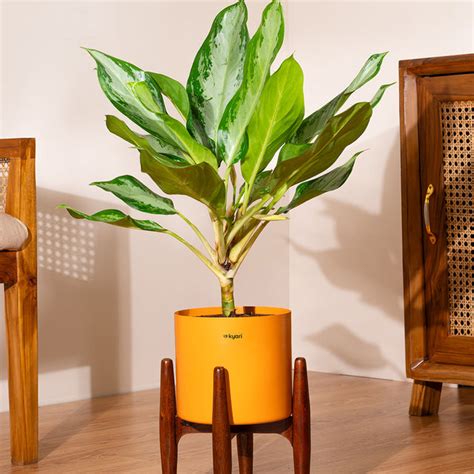 Products – shop.kyari