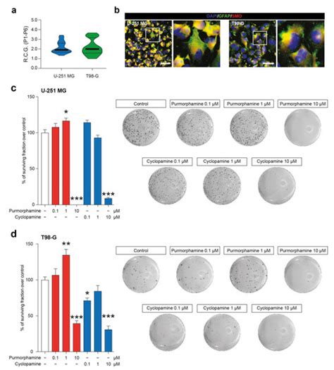 Connexin 43 and Sonic Hedgehog Pathway Interplay in Glioblastoma Cell ...