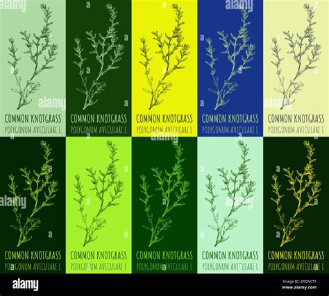 Polygonum aviculare Stock Vector Images - Alamy - what kills knotgrass