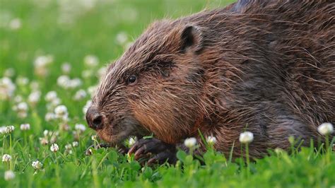 Beaver Natural Predators Beaver Management | Wildlife