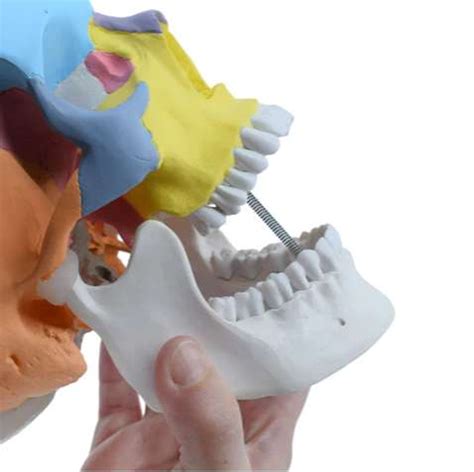 Didactic Colored Human Skull Anatomical Model | Geyer Instructional Products