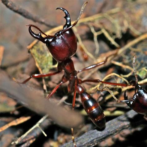 12 Fun Facts About Driver Ants (Siafu) - Factopolis