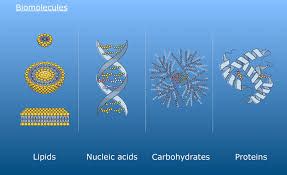 Image result for Biomolecules Explained