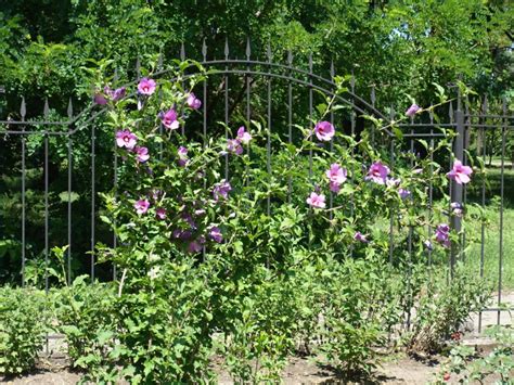 Rose Of Sharon Pruning - How And When To Prune Rose Of Sharon