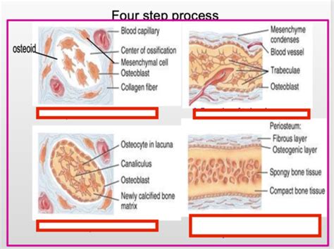Image result for Bone Tissue Formation
