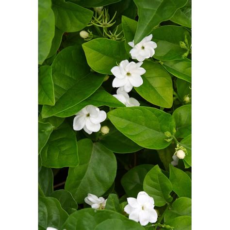 Monrovia White Arabian Jasmine Flowering Shrub in 1.73-Gallon Pot ...