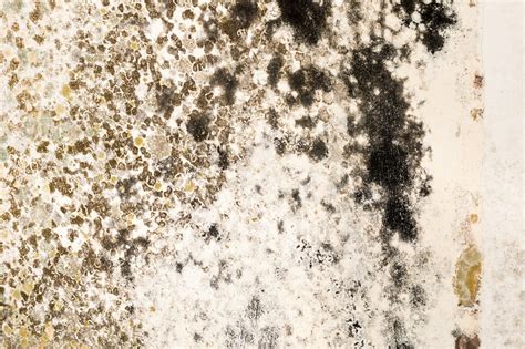 What's the Difference Between Mold and Mildew? | The Family Handyman