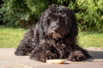 10 Cool & Classy Cockapoo Haircuts You Can Try Today (With Pictures) | Hepper Pet Resources