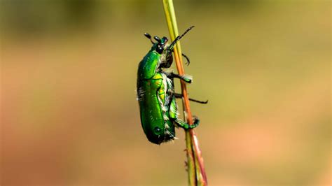 Green June Bug