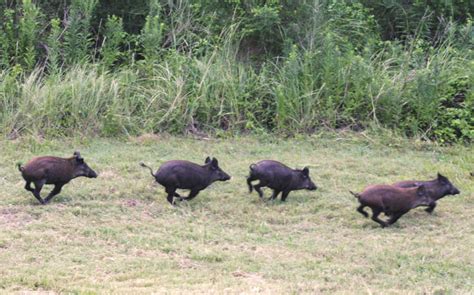 Texas approves feral hog hunting by hot air balloon