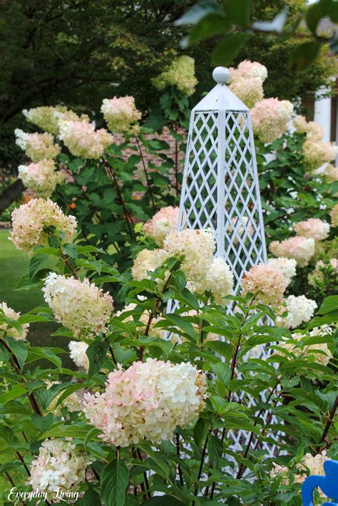 Vanilla Strawberry Hydrangea