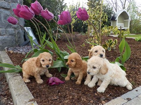 Image result for Cockapoo Information