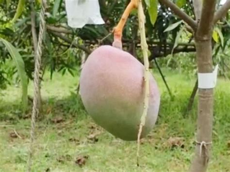 MP couple deploy 4 guards, 6 dogs to guard Miyazaki mangoes that sell ...