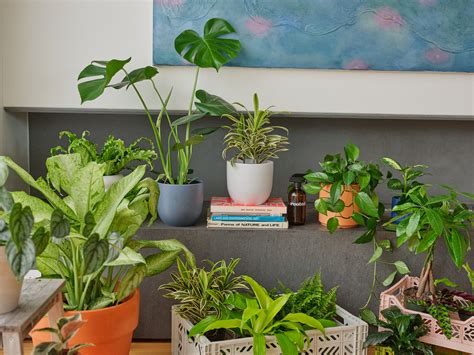 Prayer Plant Light Requirements: How Much Light Do Prayer Plants Need ...