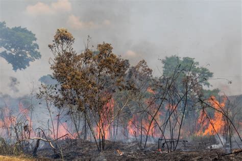 Amazon fires: our team of vets is in rainforest urgently protecting animals