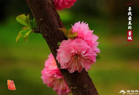 春光如海花如许 - 焦点图 - 湖南在线 - 华声在线