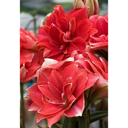 MVKR Live Amaryllis Flower Unique Varieties Best Plant, : Amazon.in ...