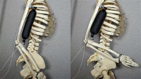 Image result for How to Build Artificial Muscles Move