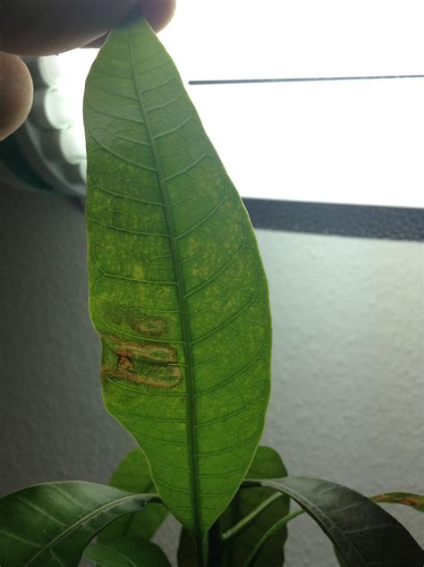 Image result for Mango Leaf Problems