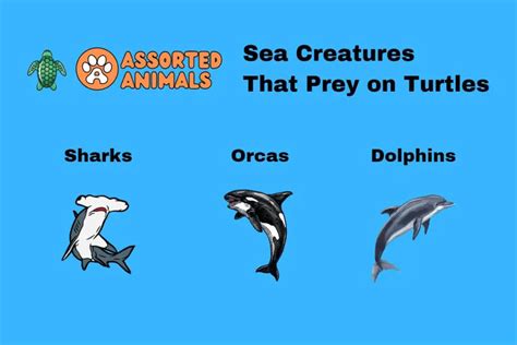 Rezultat imagine pentru Turtle Predators