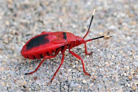 Endangered Insects In India