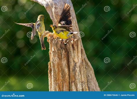 Goldfinches Fighting Over Perch Stock Photo - Image of flower, wildlife ...