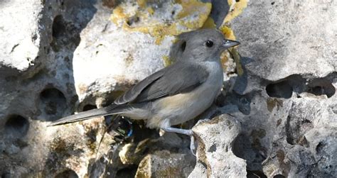 Image result for Kickapoo Cavern State Park Kickapoo Cavern Tours