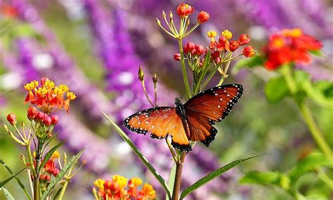Explore This Open Air Butterfly Garden | LBB, Mumbai