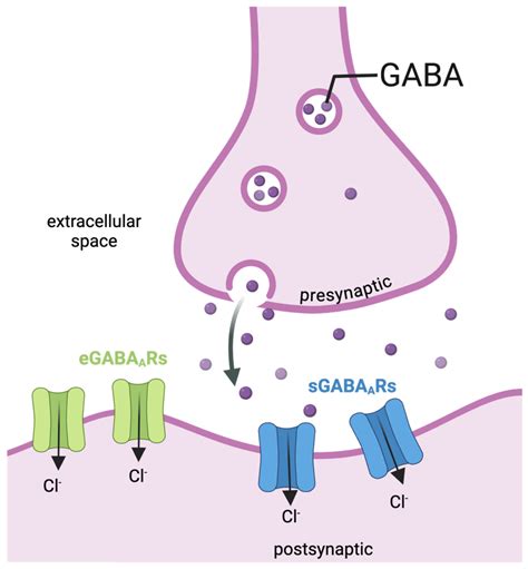 Unveiling GABA and Serotonin Interactions During Neurodevelopment to Re ...