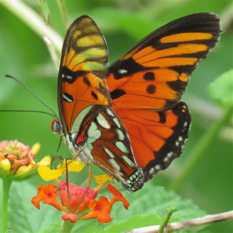 Juliana Falconieri - Catholic Saints Day