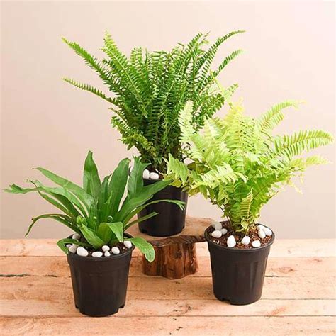 3 Ferns Plants Combo Pack Online in Delhi | OnlinePlantscart.in