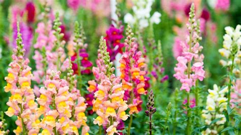 Ten summer flowers to add height and energy to your garden – The Irish ...