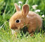 Image result for Orphan Baby Rabbits