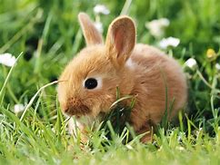 Image result for Cutest Baby Rabbit