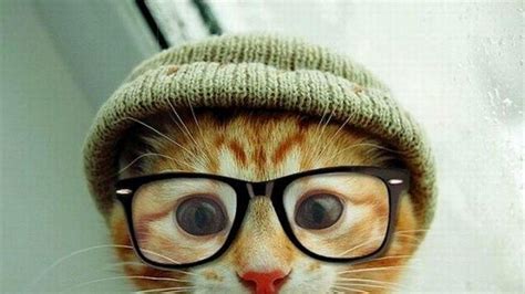 Cat with Glasses HD Wallpapers - Top Free Cat with Glasses HD ...