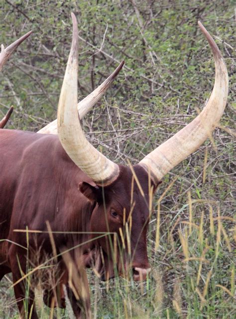 Bos taurus Domestic Cattle — Coke Smith Wildlife