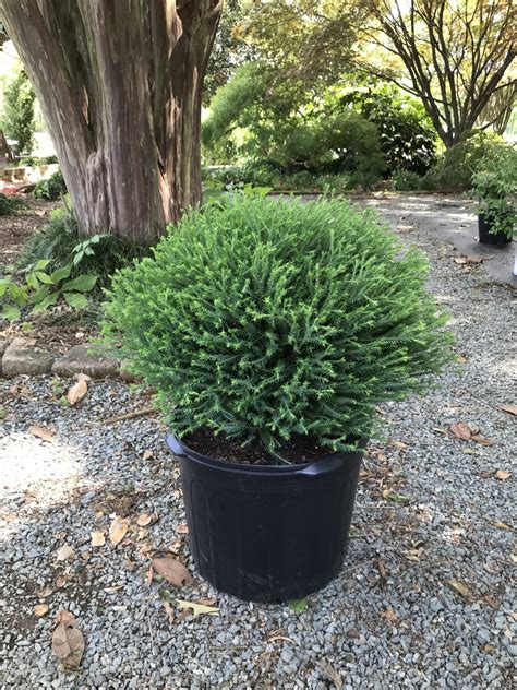 Arborvitae Mr. Bowling Ball 3g (Thuja occ. 'Bobozam') – Richardson Roots