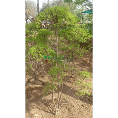 Buy Golden Bottle Brush - Tapori Plant Online | Manbhawan Nursery