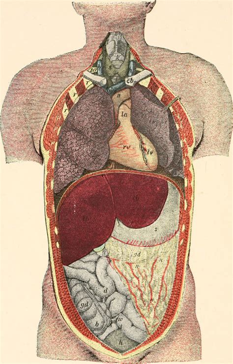 Human Biology 2nd edition